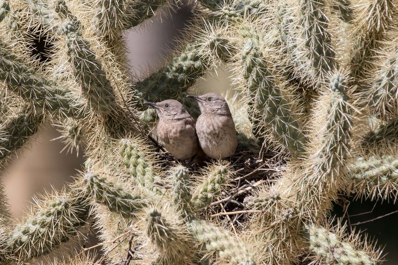 Cholla Spines Keep Predators Away Cholla Spines Keep Predators Away