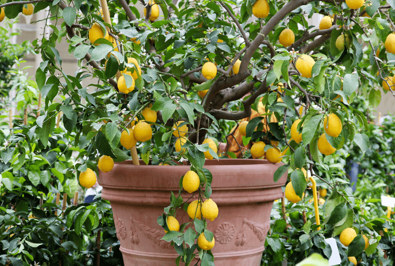 Choose A Container Large Enough For Mature Trees Choose A Container Large Enough For Mature Trees
