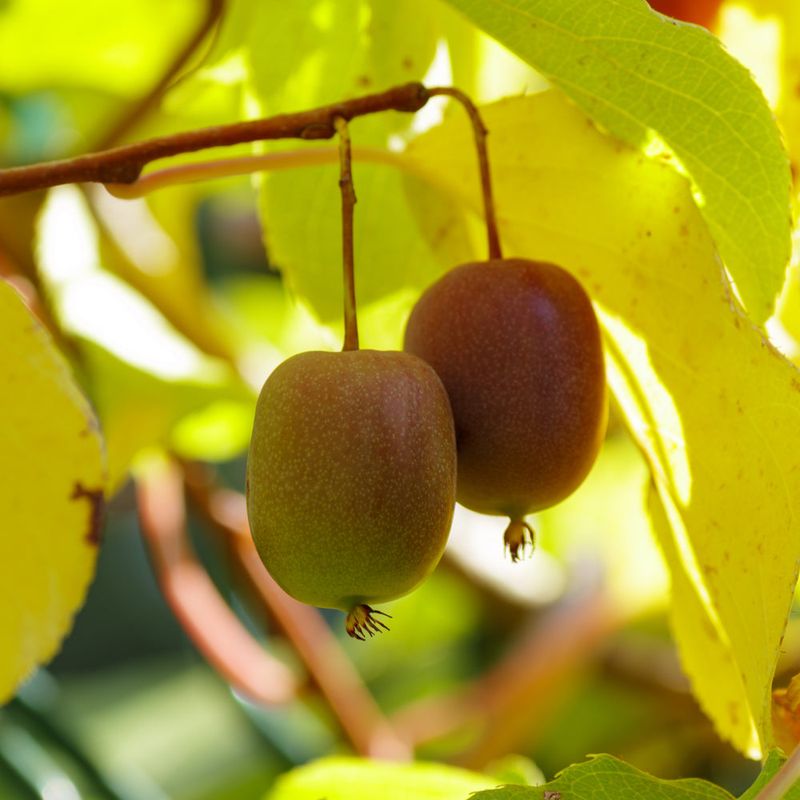 Choose A Kiwi Type That Fits Your Climate Choose A Kiwi Type That Fits Your Climate