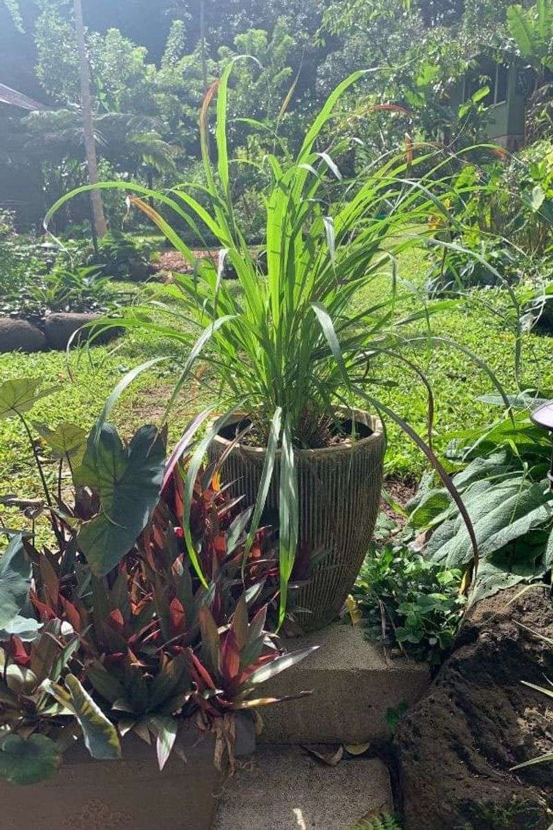 Choose A Large Pot With Drainage