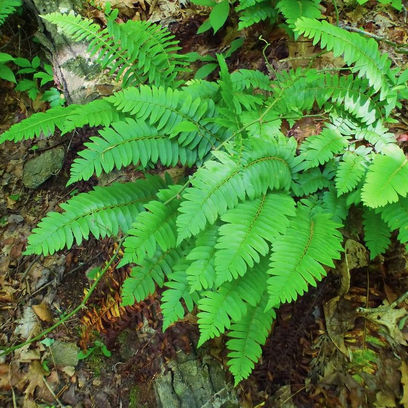 Choose A Shady Spot With Rich Organic Soil Choose A Shady Spot With Rich Organic Soil
