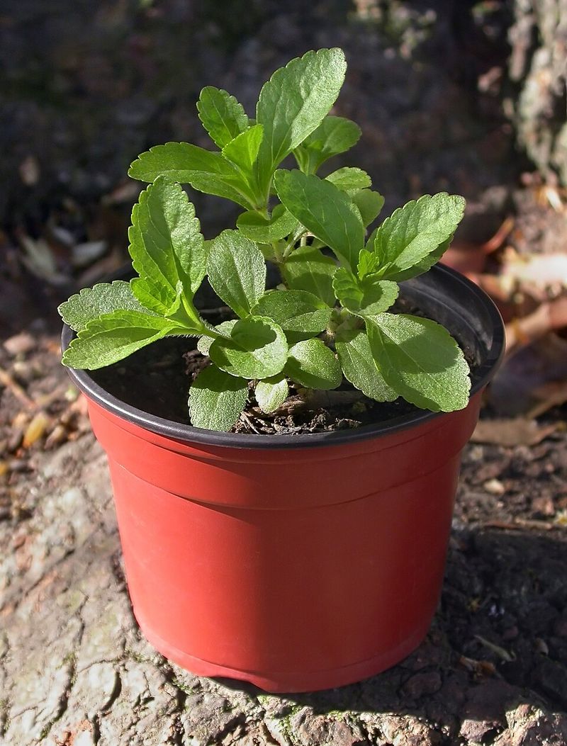 Choose A Sunny Spot With Well-Drained Soil Choose A Sunny Spot With Well-Drained Soil