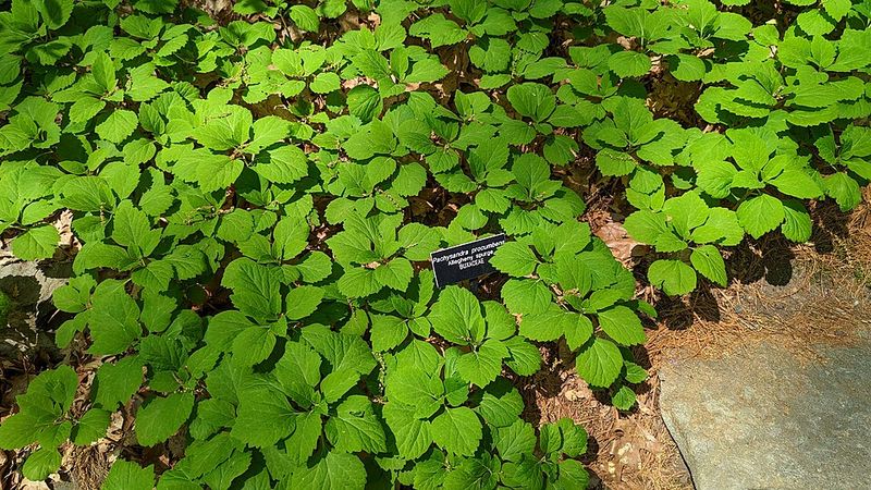 Choose Allegheny Pachysandra For Slow Steady Shade Cover Choose Allegheny Pachysandra For Slow Steady Shade Cover