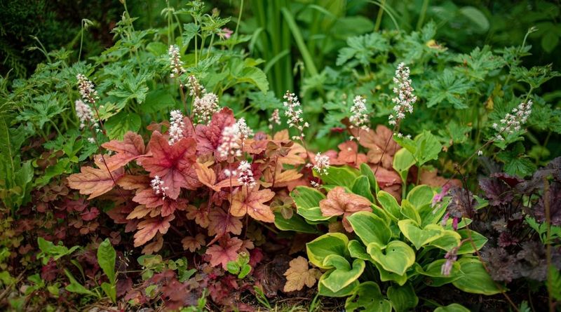 Choose Alternatives By Light And Bloom Timing