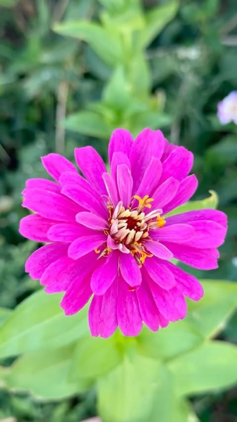 Choose Better Varieties For Humid Summers Next Time Choose Better Varieties For Humid Summers Next Time
