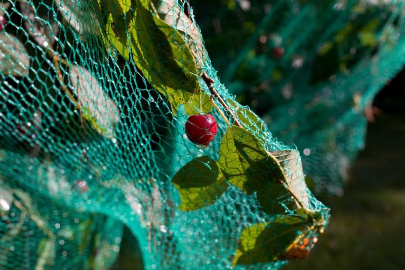 Choose Breathable Shade Cloth Or Orchard Netting Choose Breathable Shade Cloth Or Orchard Netting