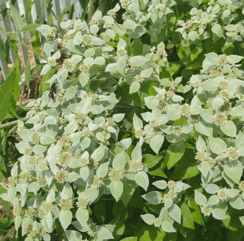 Choose Clustered Mountain Mint For A Pest Smart Patio Choose Clustered Mountain Mint For A Pest Smart Patio