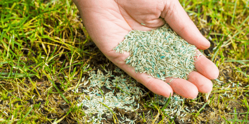 Choose Cool Season Seed For Local Lawns Choose Cool Season Seed For Local Lawns