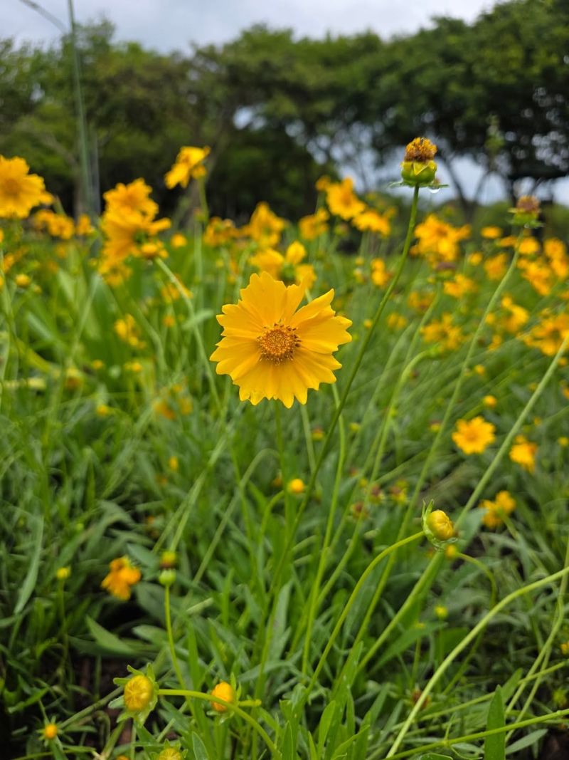 Choose Coreopsis For Months Of Bright Flowers Choose Coreopsis For Months Of Bright Flowers