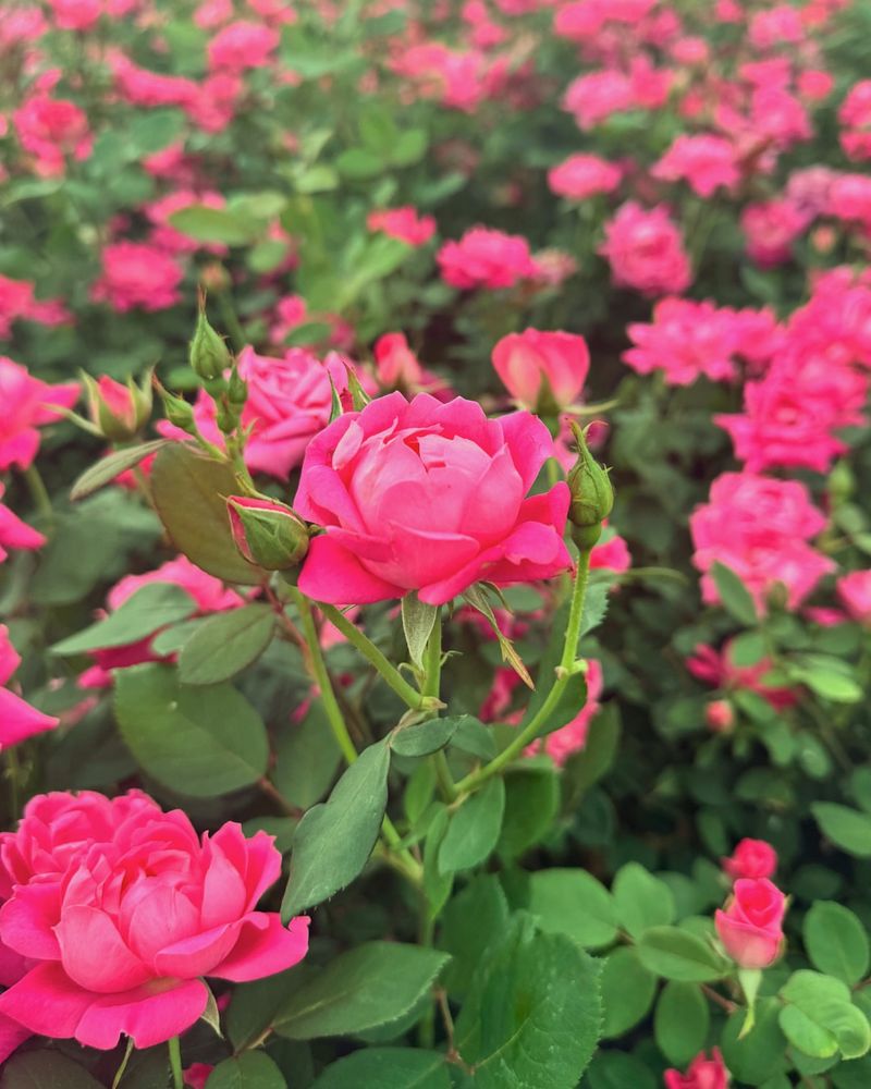 Choose Disease Resistant Varieties For Fewer Problems