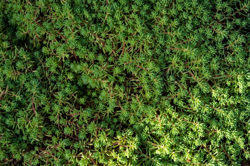 Choose Drought-Tolerant, Low-Maintenance Native Plants