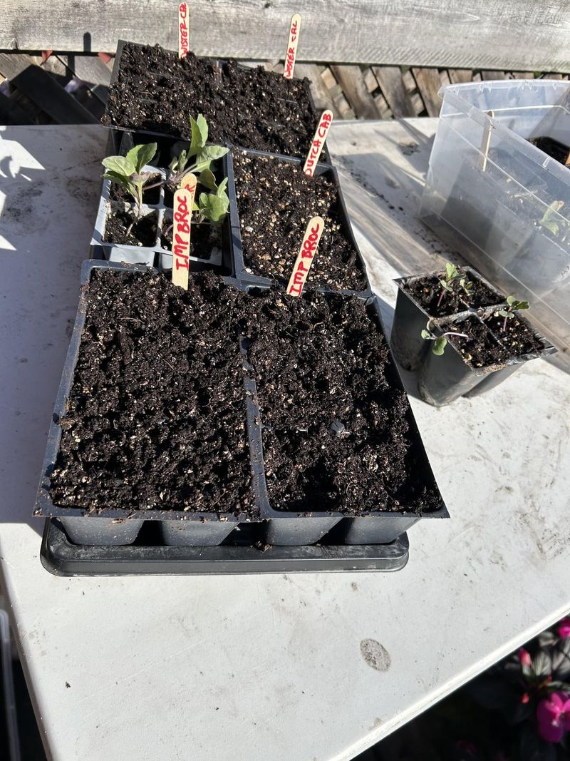 Choose Fast Fall Varieties