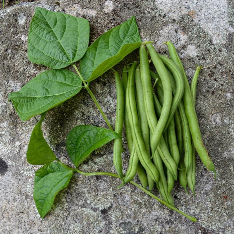 Choose Fast-Maturing Bean Varieties Choose Fast-Maturing Bean Varieties