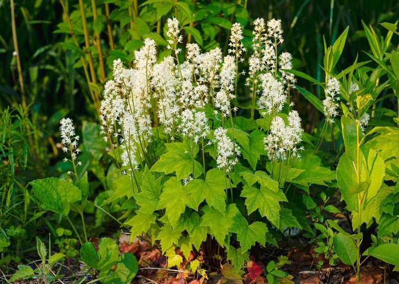 Choose Foamflower Where Shade Needs A Soft Edge