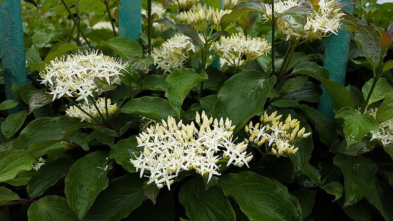 Choose Gray Dogwood For The Bird Habitat Nobody Brags About Choose Gray Dogwood For The Bird Habitat Nobody Brags About