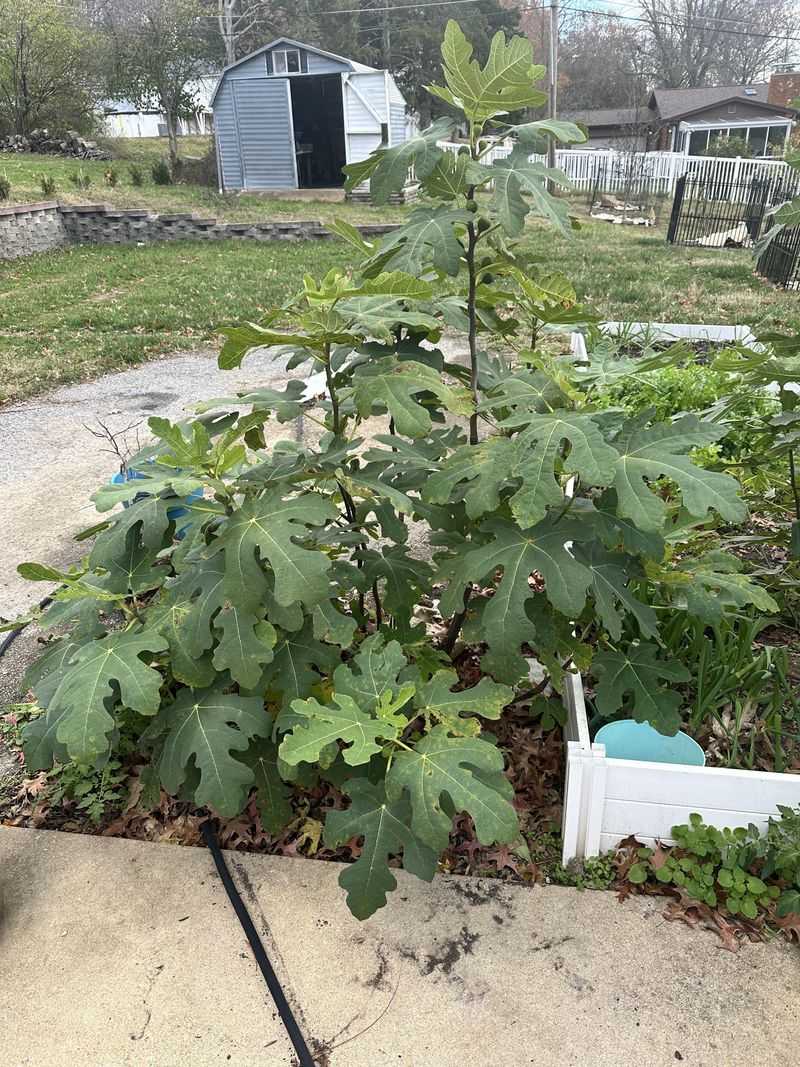 Choose Hardy Cultivars First