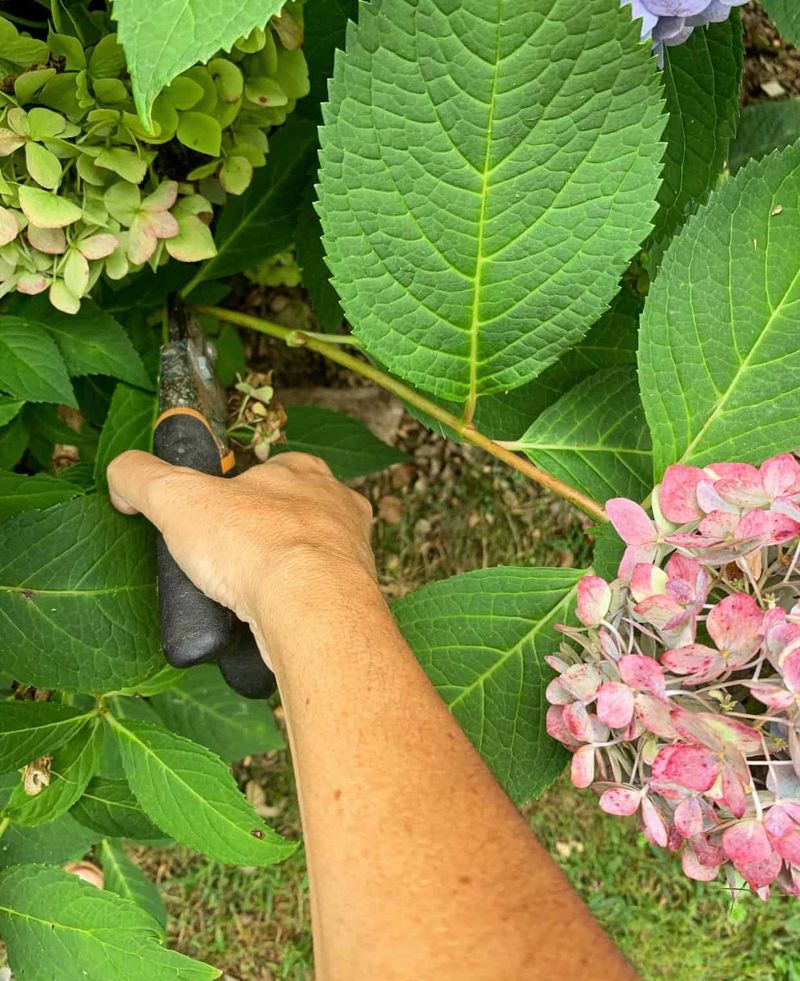 Choose Morning Stems After Dew Has Dried
