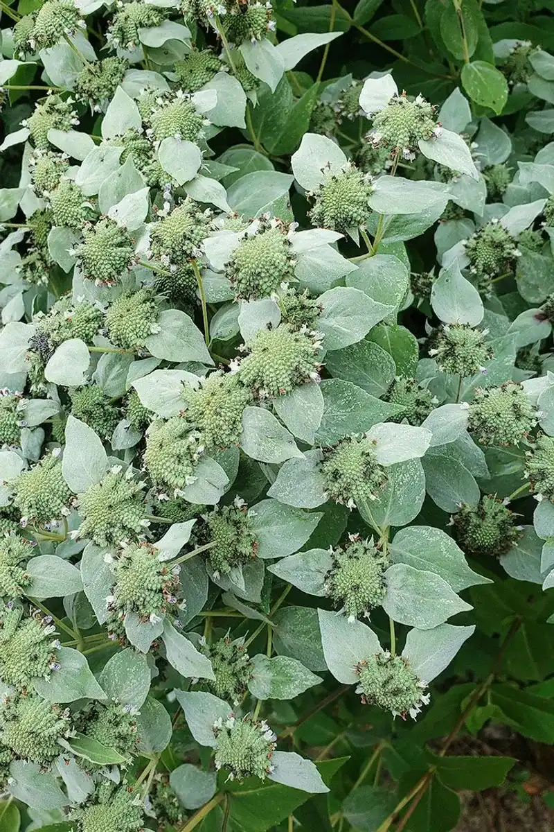 Choose Mountain Mint For The Native Catmint Effect Choose Mountain Mint For The Native Catmint Effect