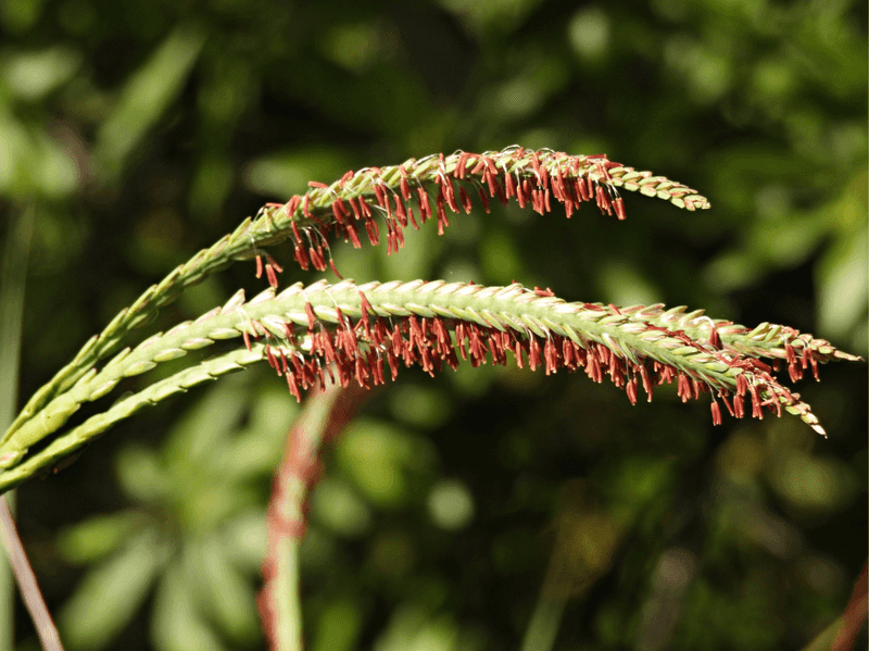 Choose Native Grasses For Movement And Habitat