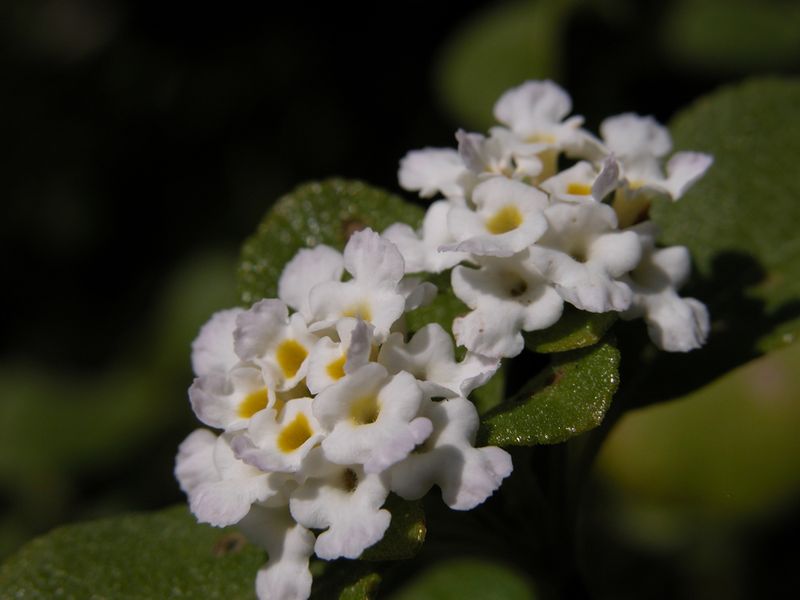 Choose Native Or Sterile Lantana Choose Native Or Sterile Lantana