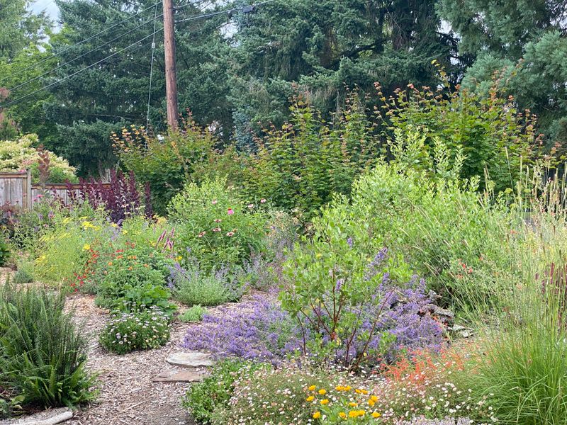 Choose Native Or Water-Wise Plants