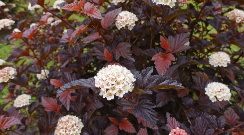 Choose Native Shrubs Before The Next Ban Arrives