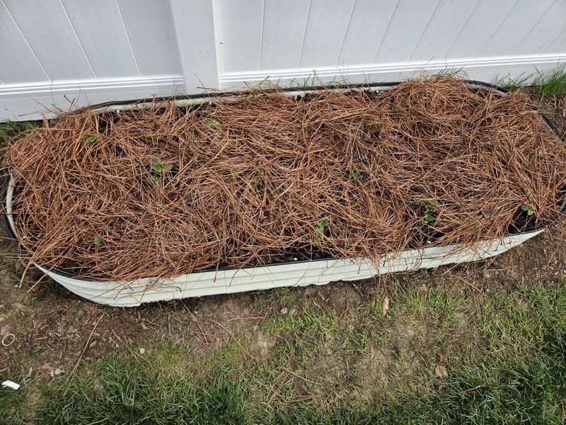 Choose Pine Straw For Slopes