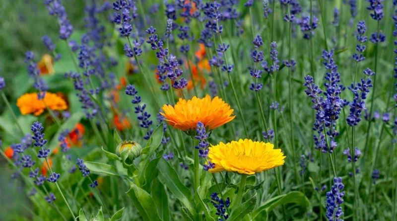 Choose Plants Rabbits Usually Avoid Choose Plants Rabbits Usually Avoid