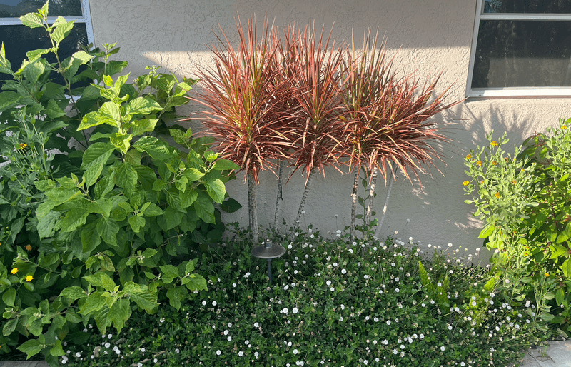 Choose Plants That Match The Site Choose Plants That Match The Site
