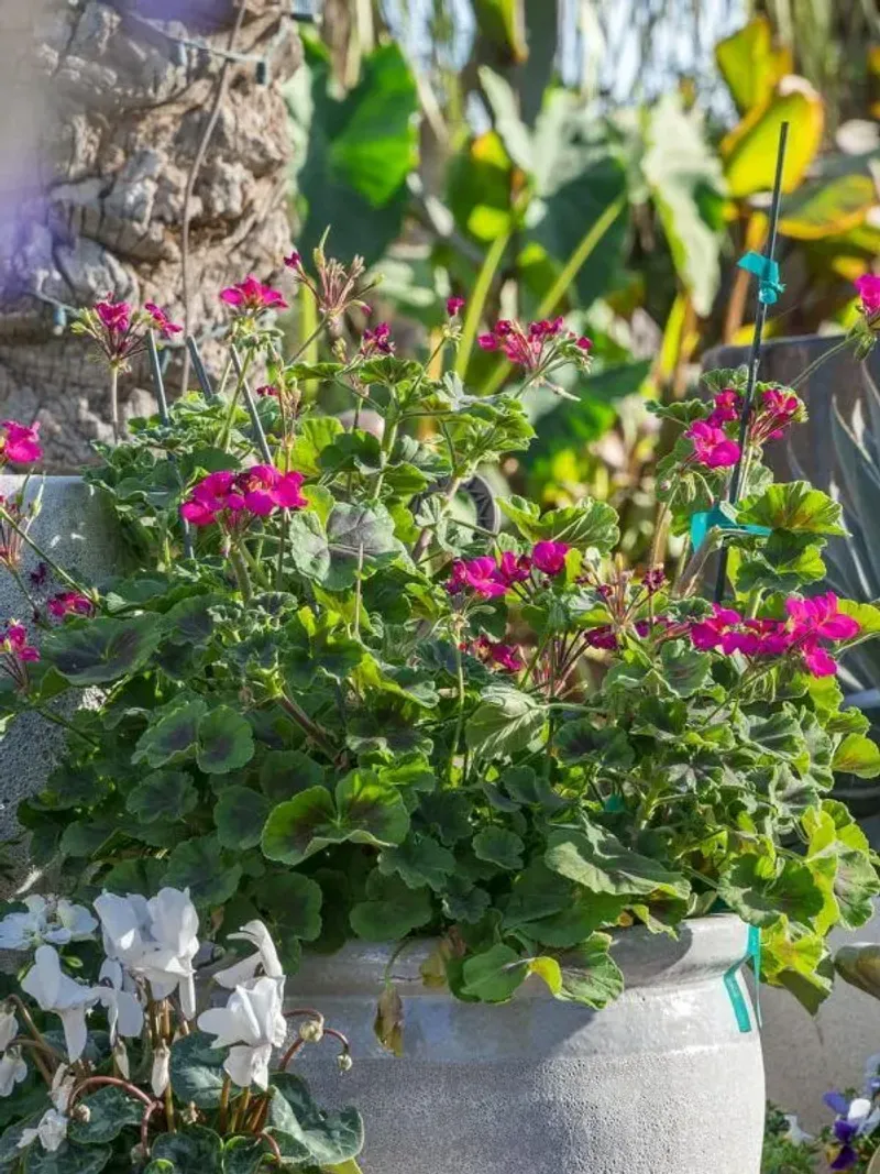 Choose Plants That Match Your Growing Conditions
