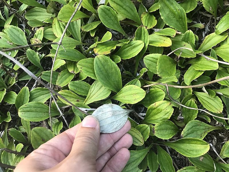 Choose Pussytoes For A Soft Native Ground Cover