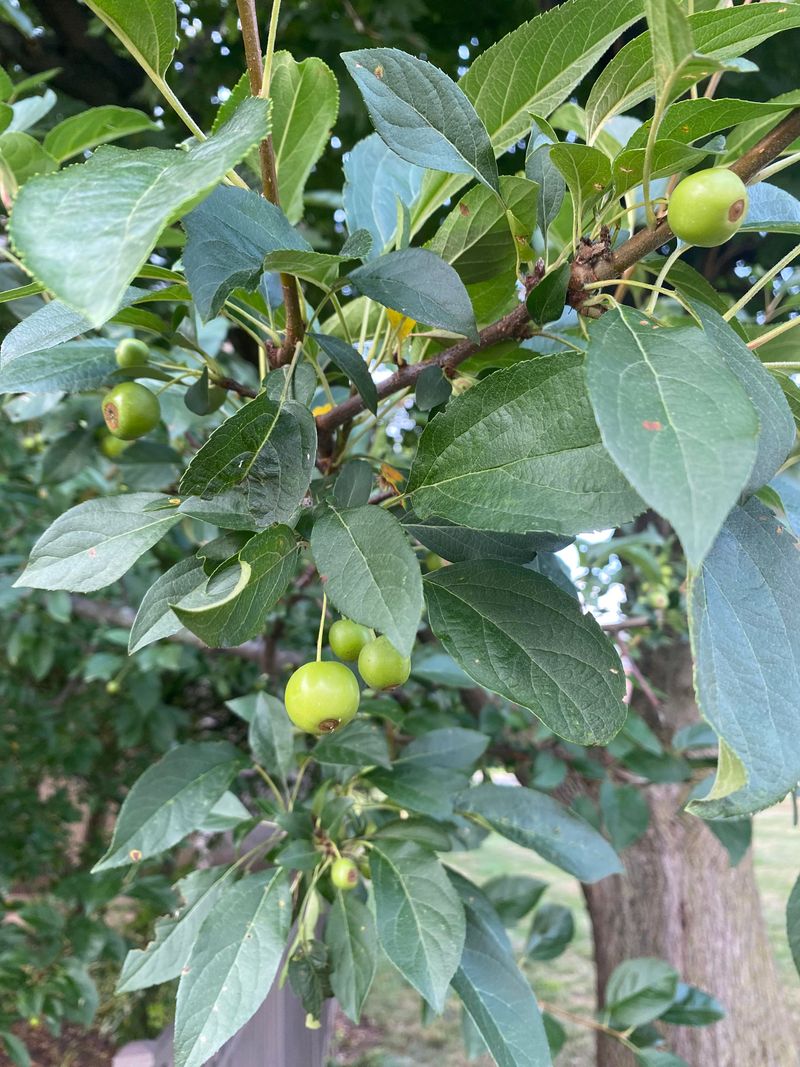 Choose Resistant Crabapple Varieties For Long Term Control