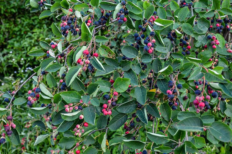 Choose Serviceberry For A Yard Birds Notice Fast Choose Serviceberry For A Yard Birds Notice Fast