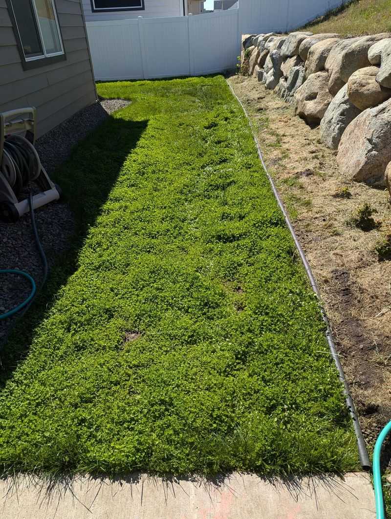 Choose Shallow-Rooted Plants Only Choose Shallow-Rooted Plants Only