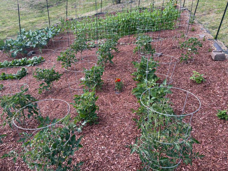 Choose Slow Release Fertilizer For Steadier Growth Choose Slow Release Fertilizer For Steadier Growth