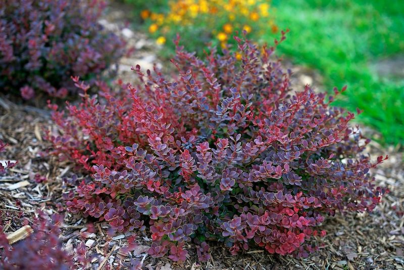 Choose Sterile Cultivars Only