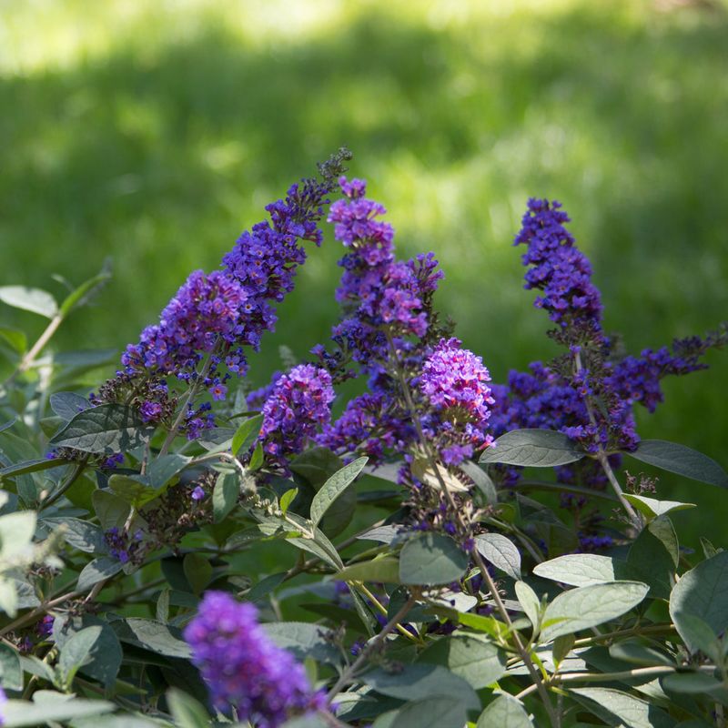 Choose Sterile Or Low-Seed Varieties Choose Sterile Or Low-Seed Varieties