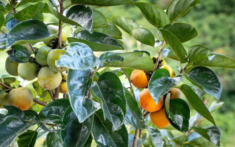 Choose The Tree That Fits Your Yard And Habits Choose The Tree That Fits Your Yard And Habits