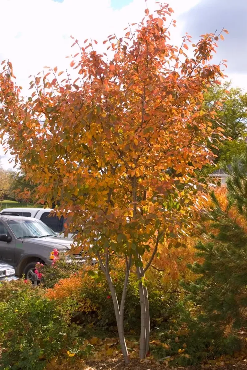Choose The Tree’s Site For Its Real Needs Choose The Tree’s Site For Its Real Needs