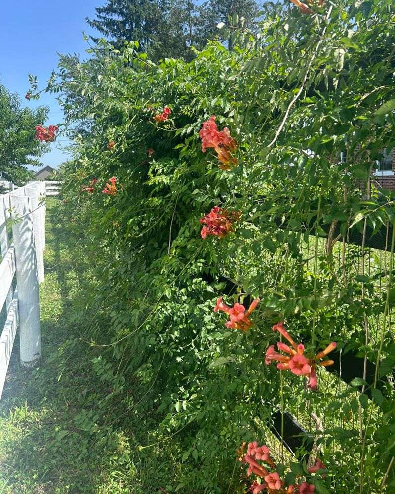 Choose The Vine That Fits Your Yard