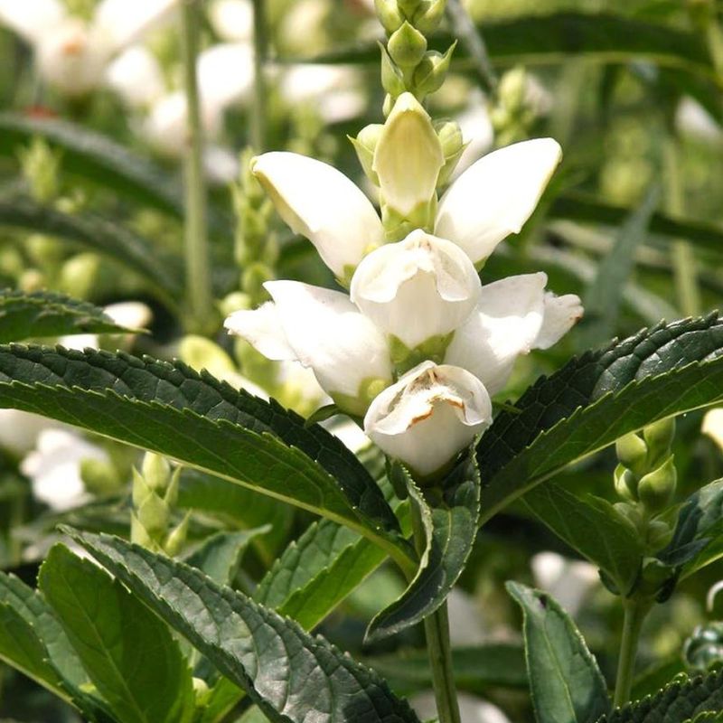 Choose White Turtlehead For Late Summer Shade Choose White Turtlehead For Late Summer Shade