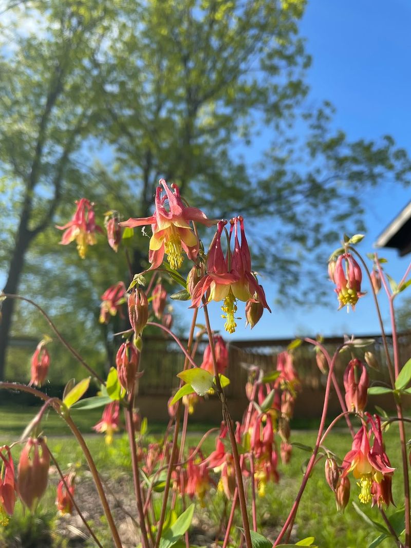 Choose Wild Columbine For Spring Color That Can Return Choose Wild Columbine For Spring Color That Can Return