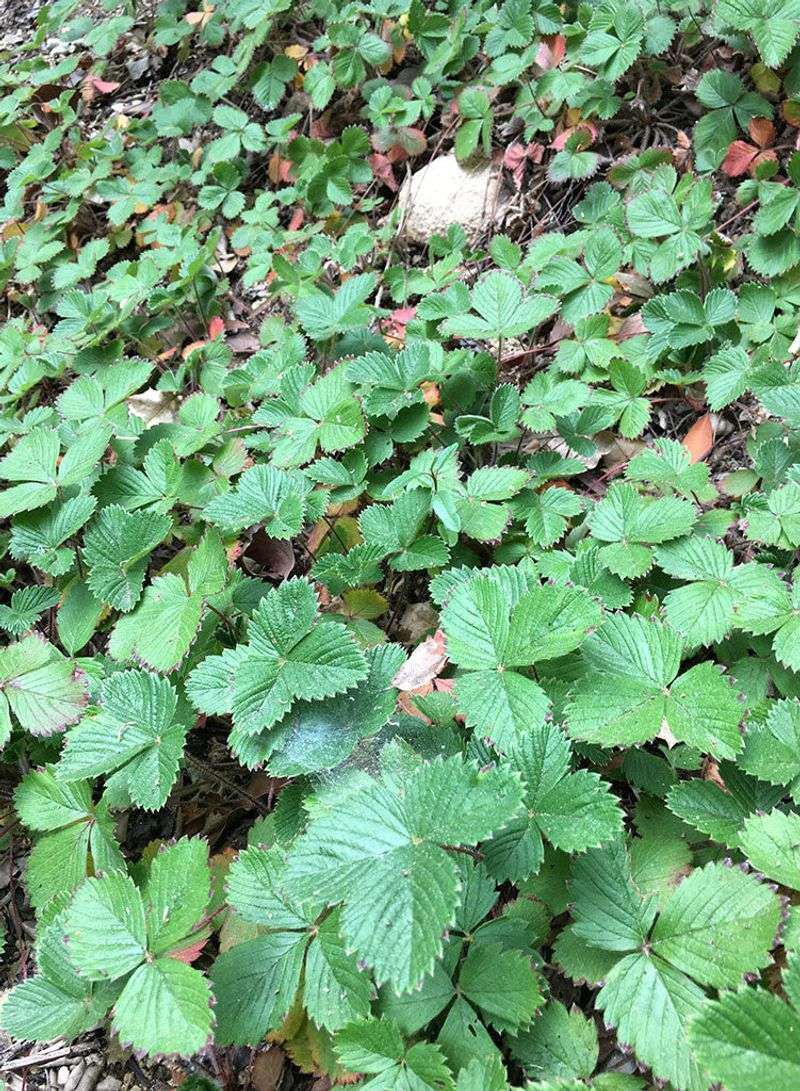 Choose Wild Strawberry Where Grass Burns Out Choose Wild Strawberry Where Grass Burns Out