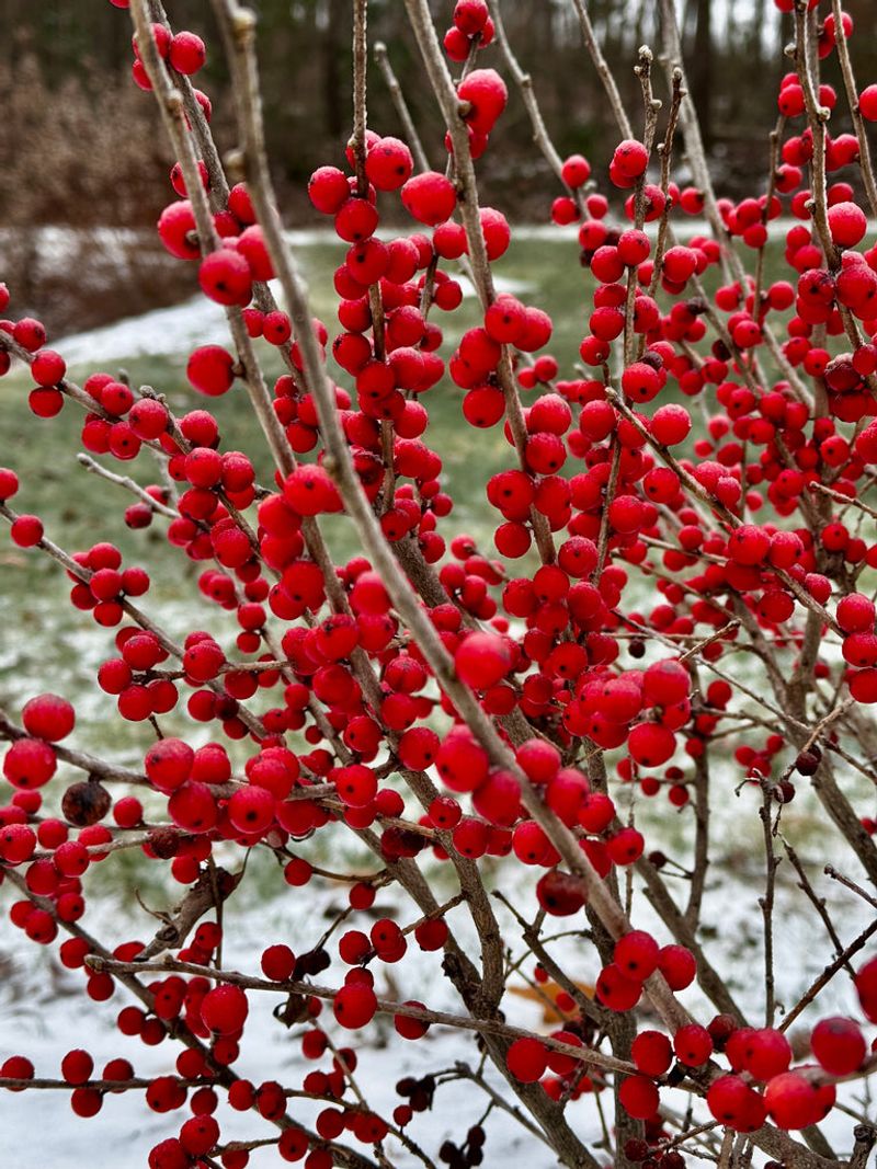 Choose Winterberry Only Where It Fits