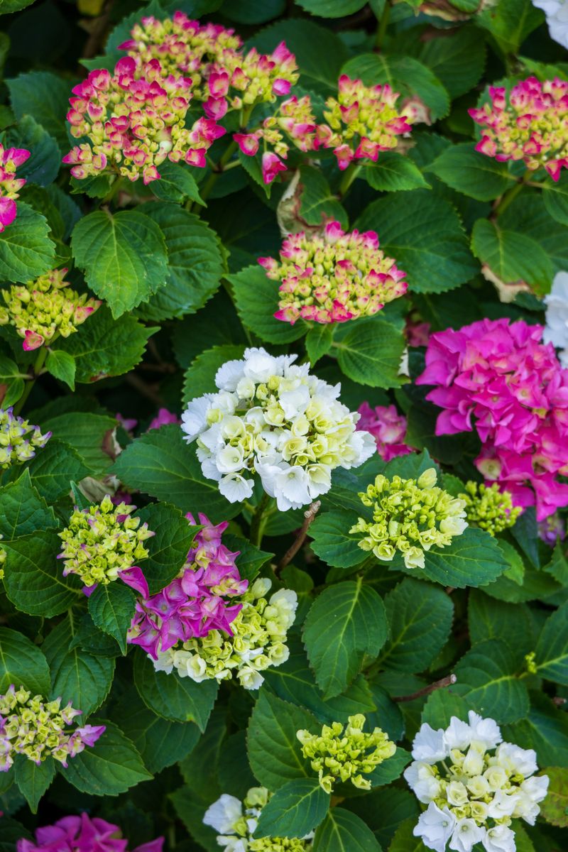 Choose a Reblooming Variety Bred For Colder Climates Choose a Reblooming Variety Bred For Colder Climates