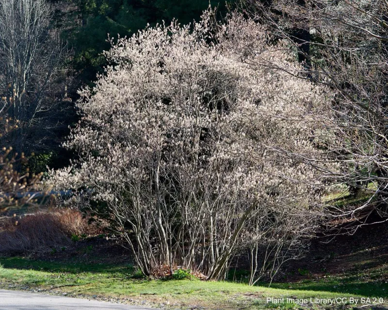 Choose the Serviceberry That Fits Your Site