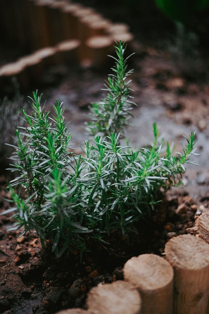 Choosing A Better Spot With Fast Draining Soil