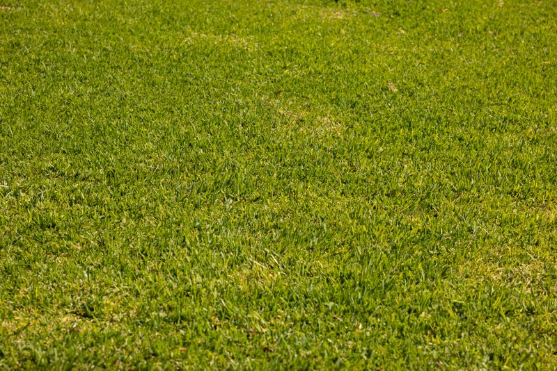 Choosing Grass Over Woody Plants