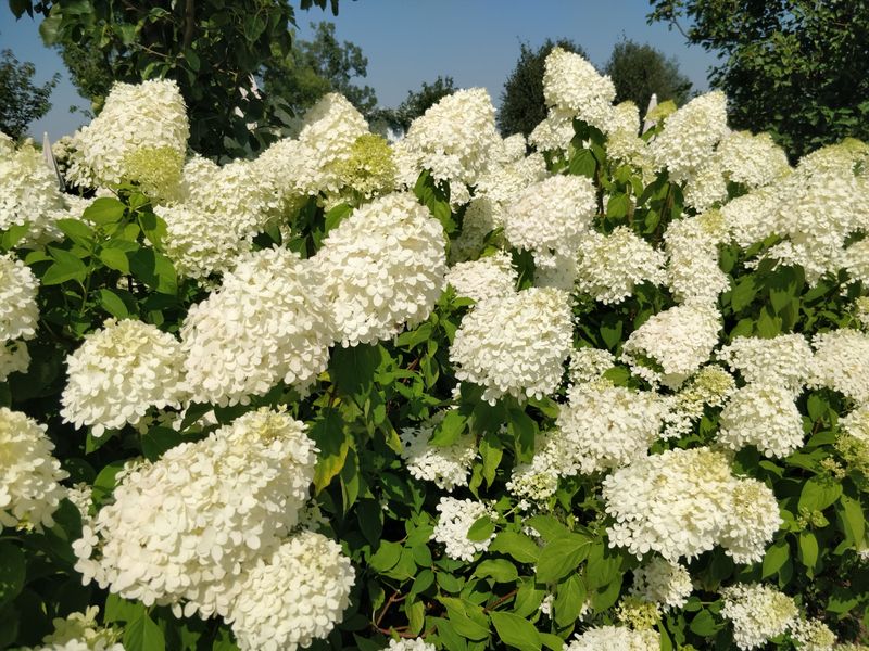 Choosing More Heat-Tolerant Hydrangea Varieties