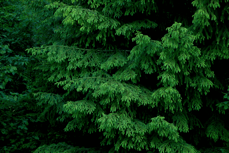Choosing Native Or Well-Adapted Evergreen Varieties Choosing Native Or Well-Adapted Evergreen Varieties